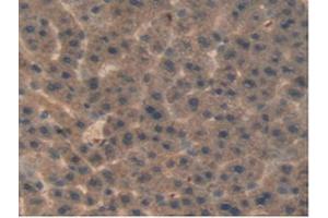 IHC-P analysis of Rat Liver Tissue, with DAB staining. (aHSP Antikörper  (AA 2-102))