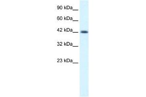 WB Suggested Anti-NSEP1 Antibody Titration:  0. (YBX1 Antikörper  (C-Term))