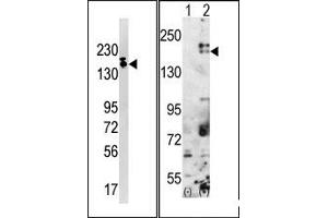 Image no. 1 for anti-SET Domain, Bifurcated 1 (SETDB1) (C-Term) antibody (ABIN356608) (SETDB1 Antikörper  (C-Term))