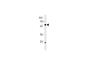 CCDC149 Antikörper  (N-Term)