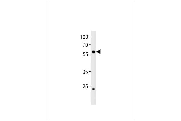 CCDC149 Antikörper  (N-Term)