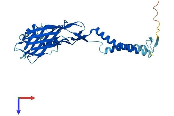 TMEM231 Protein (AA 1-315) (His tag)