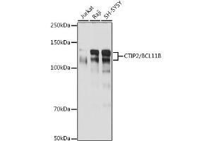 Western blot analysis of extracts of various cell lines, using CTIP2/BCL11B antibody (ABIN7265807) at 1:1000 dilution. (BCL11B Antikörper)