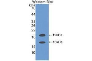 Western blot analysis of recombinant Human FGF2.