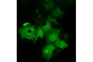 Immunofluorescence (IF) image for anti-Chromosome 21 Open Reading Frame 59 (C21orf59) antibody (ABIN1497043) (C21orf59 Antikörper)