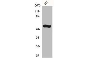Western Blot analysis of 293 cells using CYP19A1 Polyclonal Antibody (Aromatase Antikörper  (Internal Region))