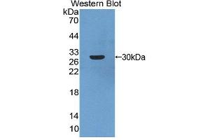 Figure. (ARNT2 Antikörper  (AA 1-209))