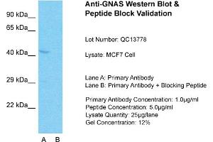 GNAS Antikörper  (N-Term)