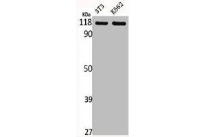 Western Blot analysis of NIH-3T3 K562 cells using GPR110 Polyclonal Antibody (G Protein-Coupled Receptor 110 Antikörper  (C-Term))