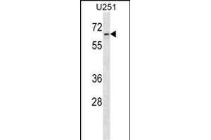 ZN Antibody (N-term) (ABIN1539165 and ABIN2850014) western blot analysis in  cell line lysates (35 μg/lane). (ZNF768 Antikörper  (N-Term))