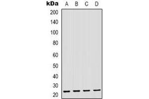 Western blot analysis of GAS3 expression in THP1 (A), MDAMB435 (B), mouse brain (C), mouse liver (D) whole cell lysates.