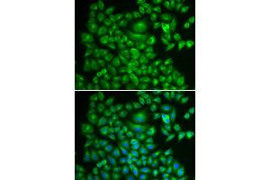 Immunofluorescence (IF) image for anti-Dystrobrevin Binding Protein 1 (DTNBP1) antibody (ABIN1872369)
