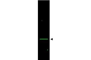 Image no. 1 for anti-Voltage-Dependent Anion Channel 1 (VDAC1) (AA 185-197) antibody (ABIN401311) (VDAC1 Antikörper  (AA 185-197))