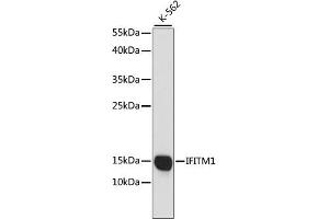 Western blot analysis of extracts of K-562 cells, using CD225/IFITM1 antibody (ABIN1680390, ABIN3018715, ABIN3018716 and ABIN6220553) at 1:1000 dilution. (IFITM1 Antikörper  (C-Term))