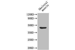 Western Blot analysis of Lactadherin Antibody using mouse skeletal muscle. (MFGE8 Antikörper  (AA 25-334) (FITC))