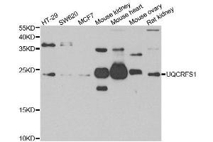 Western blot analysis of extracts of various cell lines, using UQCRFS1 antibody. (UQCRFS1 Antikörper)