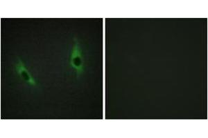 Immunofluorescence (IF) image for anti-Laminin, beta 3 (LAMB3) (AA 671-720) antibody (ABIN2890004) (Laminin beta 3 Antikörper  (AA 671-720))