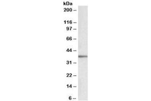 Western blot testing of human adipose cell llysate with PRKCDBP antibody at 0. (PRKCDBP Antikörper)
