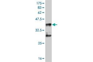 Western Blot detection against Immunogen (36. (MEF2D Antikörper  (AA 256-351))