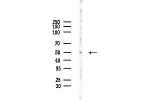 anti-Chromosome 14 Open Reading Frame 39 (C14ORF39) (C-Term) antibody