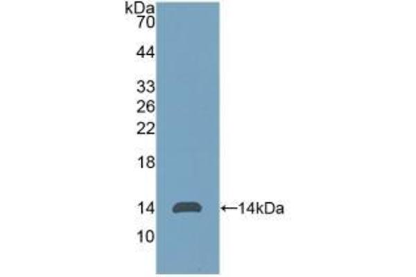 CD90 Antikörper  (AA 20-133)