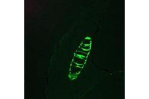 Immunofluorescence staining of a 7 days old zebrafish embryo (Cytokeratin 13 Antikörper)