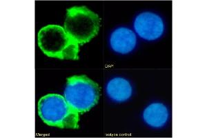 Immunofluorescence staining of fixed Daudi cells with anti-CD53 antibody HD77. (Rekombinanter CD53 Antikörper)