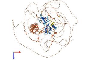 MAGE-Like 2 Protein (MAGEL2) (AA 1-1249) (His tag)