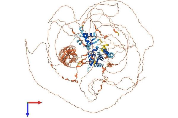 MAGE-Like 2 Protein (MAGEL2) (AA 1-1249) (His tag)