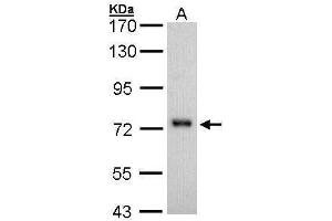 WB Image Sample (30 ug of whole cell lysate) A: H1299 7. (CD73 Antikörper)