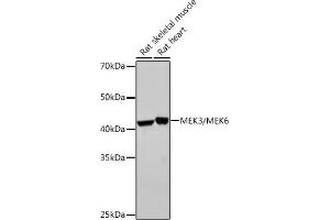 Western blot analysis of extracts of various cell lines, using MEK3/MEK6 Rabbit mAb (ABIN7268643) at 1:1000 dilution. (MAP2K6 Antikörper)