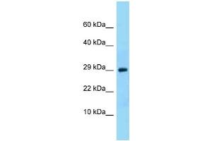 WB Suggested Anti-Ntf3 Antibody Titration: 1. (Neurotrophin 3 Antikörper  (N-Term))