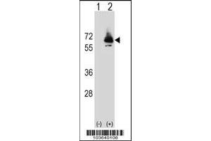 Western blot analysis of PCK2 using rabbit polyclonal PCK2 Antibody (Q39) using 293 cell lysates (2 ug/lane) either nontransfected (Lane 1) or transiently transfected (Lane 2) with the PCK2 gene. (PEPCK Antikörper  (N-Term))