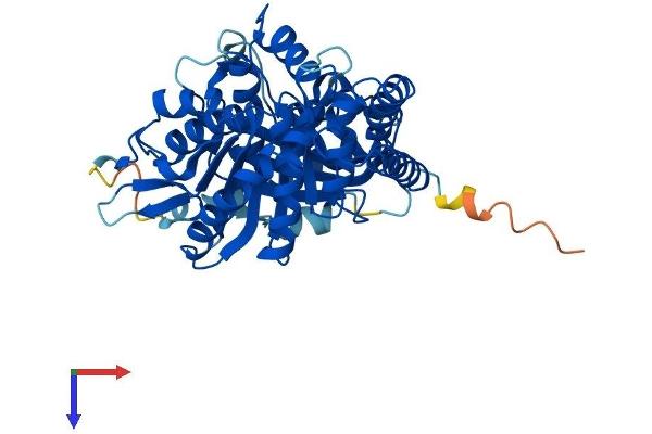 TUBA1A Protein (AA 1-451) (His tag)