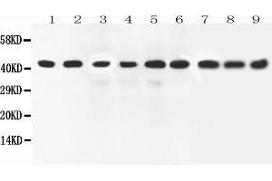 Anti-ERK2 antibody, All Western blottingAll lanes: Anti-MAPK1 at 0. (ERK2 Antikörper  (C-Term))