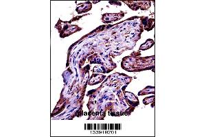 C9 Antibody immunohistochemistry analysis in formalin fixed and paraffin embedded human placenta tissue followed by peroxidase conjugation of the secondary antibody and DAB staining. (C9 Antikörper  (AA 191-220))