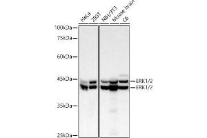 Western blot analysis of extracts of various cell lines, using ERK1/2 Rabbit mAb antibody (ABIN7268620) at 1:10000 dilution. (ERK1 Antikörper)