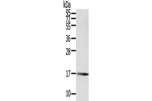 Western Blotting (WB) image for anti-Protein Tyrosine Phosphatase, Mitochondrial 1 (PTPMT1) antibody (ABIN2424009) (PTPMT1 Antikörper)