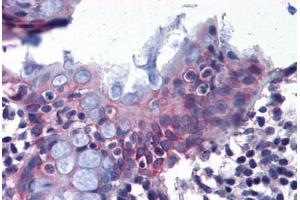 Anti-DPEP1 antibody  ABIN960763 IHC staining of human colon. (DPEP1 Antikörper  (Internal Region))