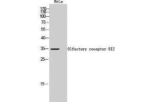 Western Blotting (WB) image for anti-Olfactory Receptor, Family 8, Subfamily I, Member 2 (OR8I2) (Internal Region) antibody (ABIN3186198) (OR8I2 Antikörper  (Internal Region))