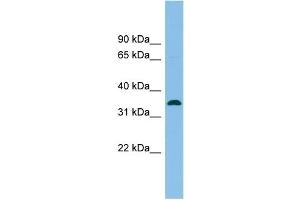 WB Suggested Anti-SRR Antibody Titration: 0. (SRR Antikörper  (Middle Region))