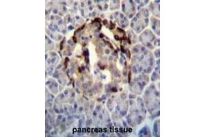 STXBP3 Antibody (Center) immunohistochemistry analysis in formalin fixed and paraffin embedded human pancreas tissue followed by peroxidase conjugation of the secondary antibody and DAB staining. (STXBP3 Antikörper  (Middle Region))
