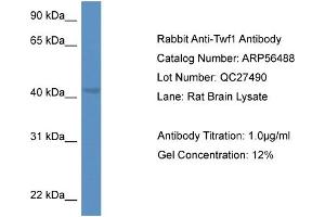 Western Blotting (WB) image for anti-Twinfilin, Actin-Binding Protein 1 (TWF1) (C-Term) antibody (ABIN2786733) (TWF1 Antikörper  (C-Term))