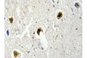 Immunohistochemistry analyzes of hnRNP H antibody in paraffin-embedded human brain tissue. (HNRNPH1 Antikörper)