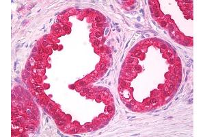 Anti-NOL3 antibody IHC of human prostate. (NOL3 Antikörper  (AA 191-208))