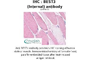 Image no. 1 for anti-Bestrophin 3 (BEST3) (Internal Region) antibody (ABIN1732304) (Bestrophin 3 Antikörper  (Internal Region))