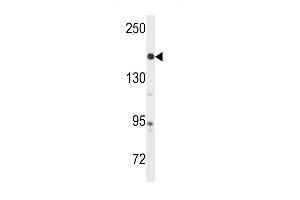 Western blot analysis of anti-ABL1 Antibody (ABIN389507 and ABIN2839563) in  cell line lysates (35 μg/lane). (ABL1 Antikörper  (AA 220-249))