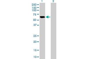 Western Blot analysis of APBB3 expression in transfected 293T cell line by APBB3 MaxPab polyclonal antibody. (APBB3 Antikörper  (AA 1-486))