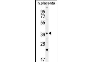 FOXI1 Antibody (Center) (ABIN656114 and ABIN2845453) western blot analysis in human placenta tissue lysates (35 μg/lane). (FOXI1 Antikörper  (AA 224-253))