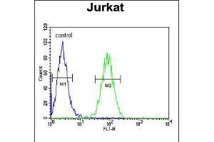 Flow cytometric analysis of Jurkat cells (right histogram) compared to a negative control cell (left histogram). (Claudin 22 (CLDN22) (AA 90-117) Antikörper)